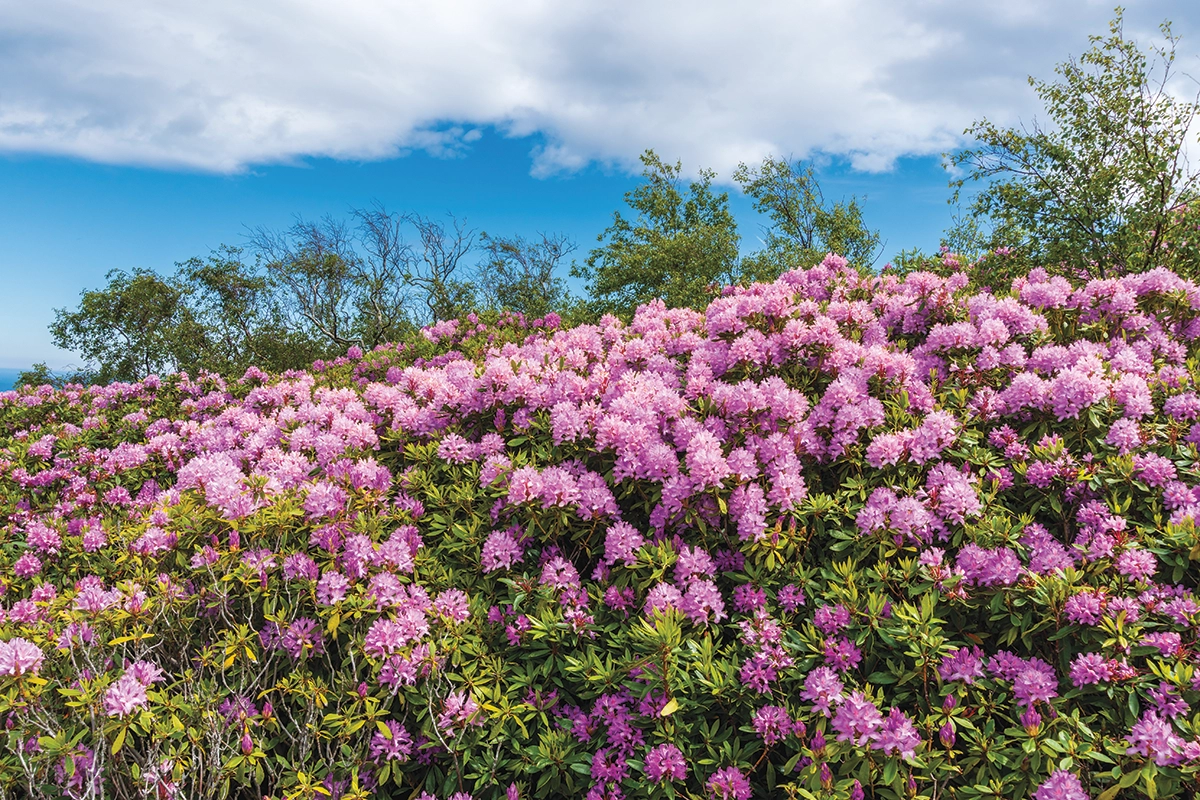 Rhododendrons on a hill