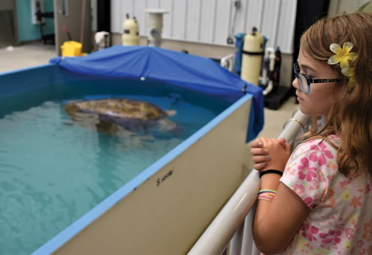 NC Sea Turtles: Shellacious Conservation and Education