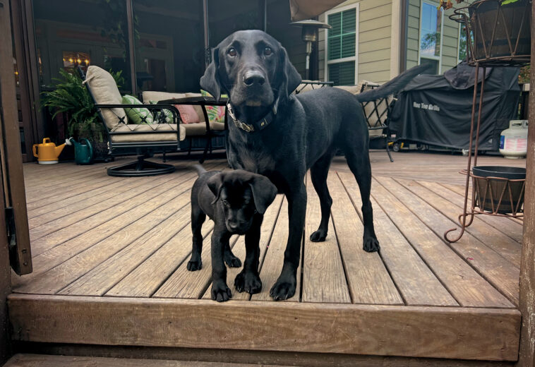 Ripken & Champ: Big Paws to Fill