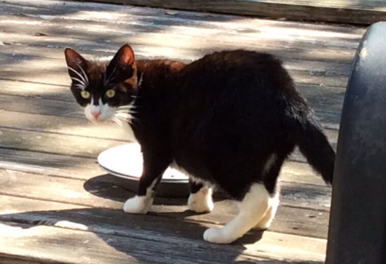 How to Help Stray and Feral Cats in Your Community