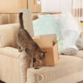 How to Keep Pets Safe During a Move to Cary